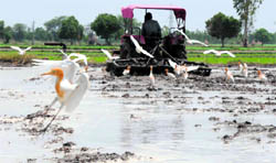 A farmer prepares his field for paddy cultivation at a village in Karnal district