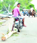 A youth takes a part of a tree, uprooted by rain and winds, to his home near Malsian in Nakodar on Monday.