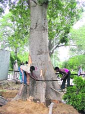 Axed A tree being cut at the mini-secretariat to make way for parking in Ludhiana on Monday. 