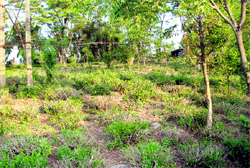A damaged tea garden in Kangra