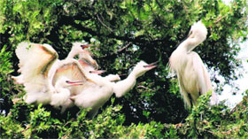 An erget feeds its offsprings on a tree in Srinagar on Tuesday. 