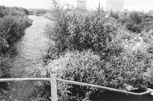 Weeds dot Sukhna choe.