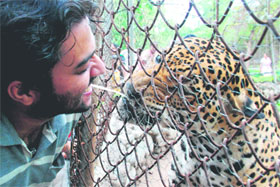 A youth playfully offers a straw to a jaguar in its enclosure at Chhatbir Zoo on Saturday. 