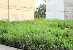 Wild growth in the complex.