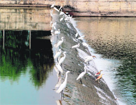 Flamingoes wait for fish to prey on in a tributary of the Nigeen lake in Srinagar on Saturday.