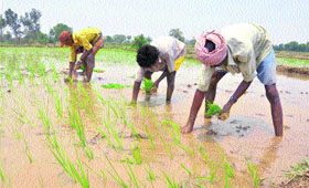 Farmers transplant paddy in a field in the Ramgarh Sector of Samba district on Saturday. 