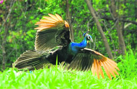 A peacock spreads its wing to take flight after showers in Ludhiana on Saturday.