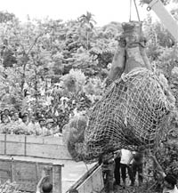 An injured elephant being taken to a hospital by forest officials after it was hit by a train at Jalpaiguri on Sunday. Two elephants were seriously injured when their herd was hit by the Alipurduar-Assansol Express while crossing the railway track near the Red Bank tea garden in Moraghat forest.