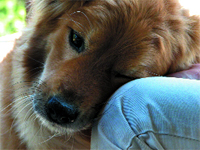 PUPPY LOVE