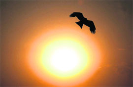 A bird takes a flight back home as the sun sets in Karnal. 
