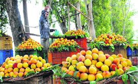 Fruity delight: A vendor sells peach near Radour on the Karnal-Yamunanagar Road. 