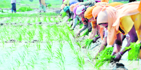 Women labourers transplant paddy in a field in Ludhiana. T