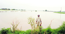 submerged paddy field near Brahampur village in Mandi Ahmedgarh. 