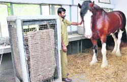 The horse belonging to Chief Minister Parkash Singh Badal getting special treatment at GADVASU Hospital in Ludhiana 