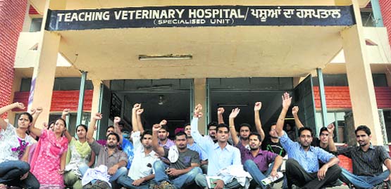 Students of GADVASU stage a protest against the placement cell of the university in Ludhiana