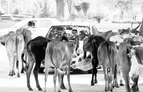 Stray cattle block vehicular movement on the road separating Sectors 11 and 12 in Panchkula