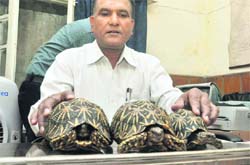 A forest officer with three turtles seized in Dehradun on Thursday. 