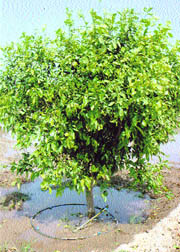 A citrus fruit tree showing drip irrigation in Abubshahr in Sirsa.