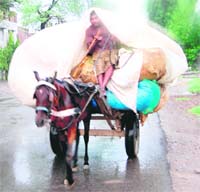 As it pours heavily, a man on a horse cart covers himself with a polythene sheet in Amritsar.