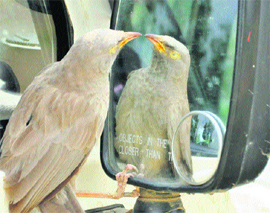 A bird seems amused on seeing its image in a mirror in Jammu