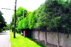 Casuarinas being grown as a screen