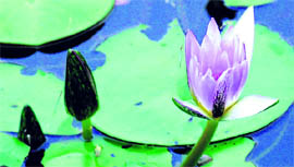 At the Chandigarh Botanical Garden