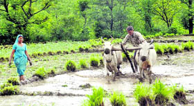 A farmer ploughing his fields for sowing paddy following heavy rains near Dehradun earlier this week.