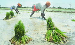 Labourers plant paddy seedlings in a Jalandhar village on Saturday
