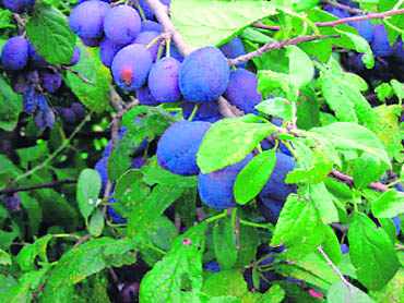 The finest damsons grow in Lyth Valley. These are large and so sweet and juicy that they can be eaten raw like grapes and go very well with Lancashire cheese 