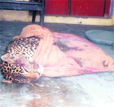 The carcass of the two-year-old female leopard.