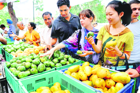 Foreign tourists have a look at mangoes at the Mango Mela at Sector 26, Chandigarh, on Wednesday.