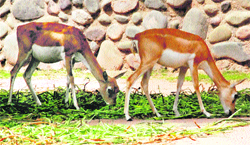 A pair of black buck at Chhatbir zoo.