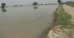 Fields have been inundated in village Mohar Jamsher as the river Sutlej is in spate