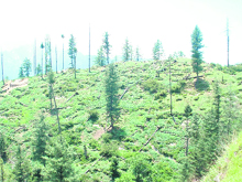 Trees have been axed to cultivate cannabis in a remote forest area in the Parbati valley in Kullu district.