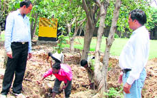 Work of relocating green trees in progress near the mini-secretariat in Gurgaon.
