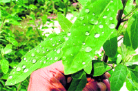 Rain drops on leaves of a plant make for a delightful picture in Ludhiana