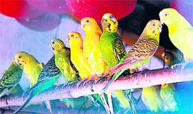 Parrots in a cage awaiting people to adopt them at the Bir Talaab deer park in Bathinda.