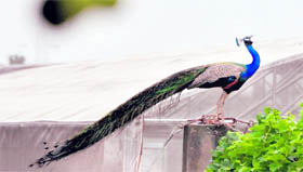 A peacock perched atop a pillar seems to be waiting for rain.