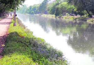 The Sirhind canal in Bathinda. 