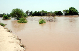 The unpredictable Ghaggar wreaked havoc in Mansa district last year. 