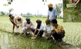Farmers have to keep the colour chart beneath the top leaves of paddy and note the colour. 