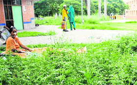 The Congress grass that has grown rampantly on the PGI campus poses a risk to the patients and their kin sitting outside the hospital building.