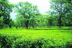 A view of the Mann tea estate at Dharamsala.
