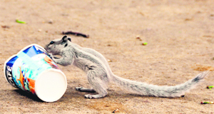 A squirrel licks an empty tea cup on the roadside in Ludhiana.