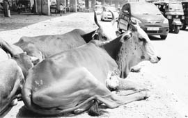 Stray cattle assemble on the divider under the bridge posing threat to commuters on the highway in Zirakpur