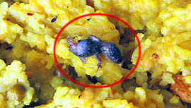 A lizard (encircled) found in a mid-day meal served to schoolchildren of two government schools in Kurukshetra on Thursday.