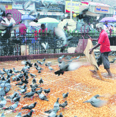 A man feeds pigeons as normal life resumes at Dadar a day after blast, in Mumbai on Thursday. 