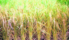 A new variety of paddy developed by GB Pant University of Agriculture. 