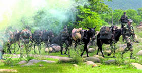Mules getting trained to continue moving despite smoke.