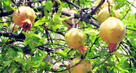 Proper care at the time of planting saplings will result in fruit trees yielding a healthy crop